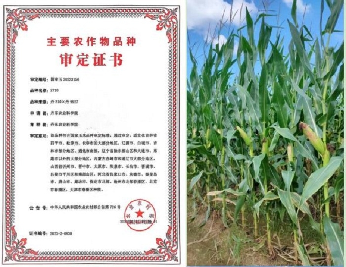 现代959玉米种审定公告图片
